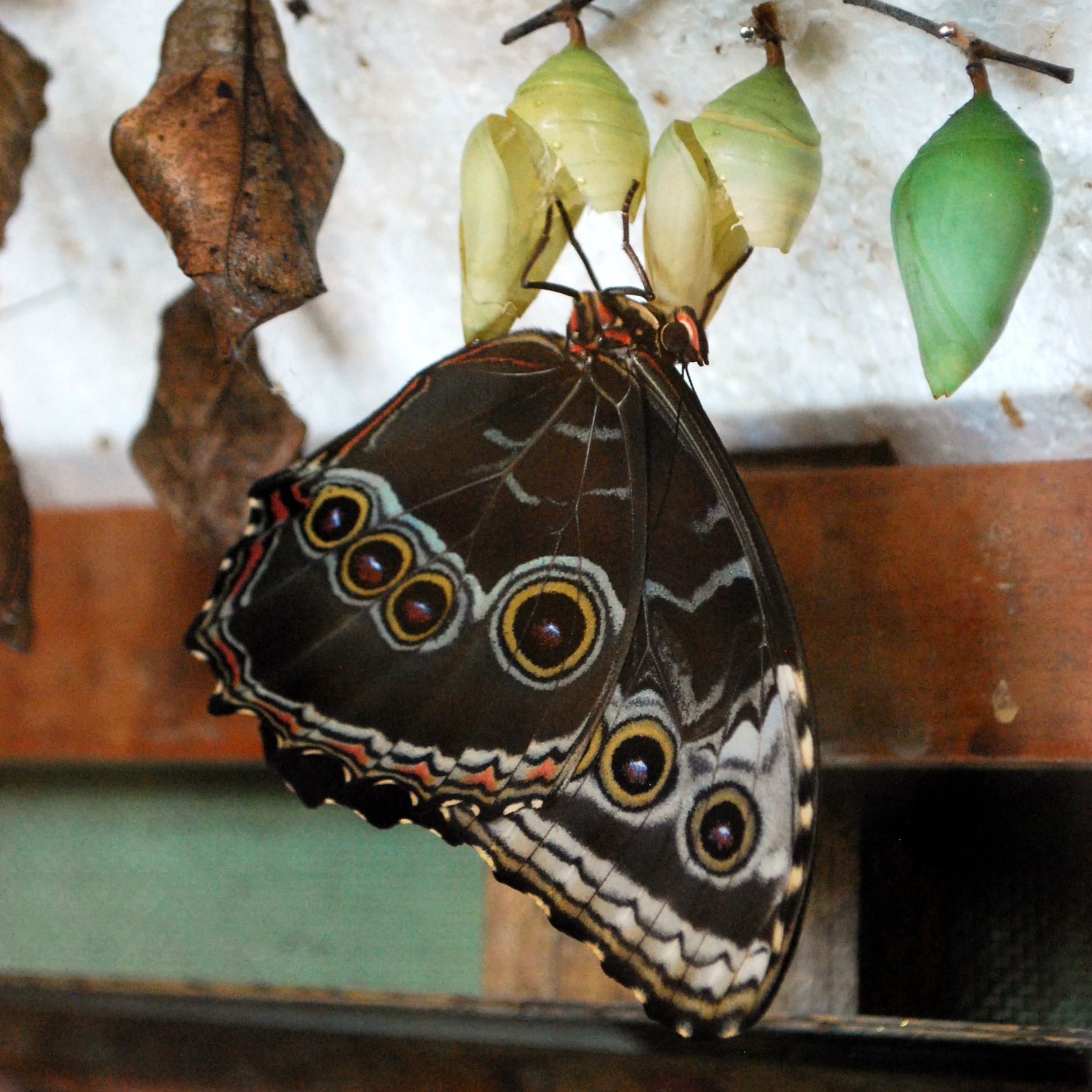 Butterfly that recently emerged from its chrysalis